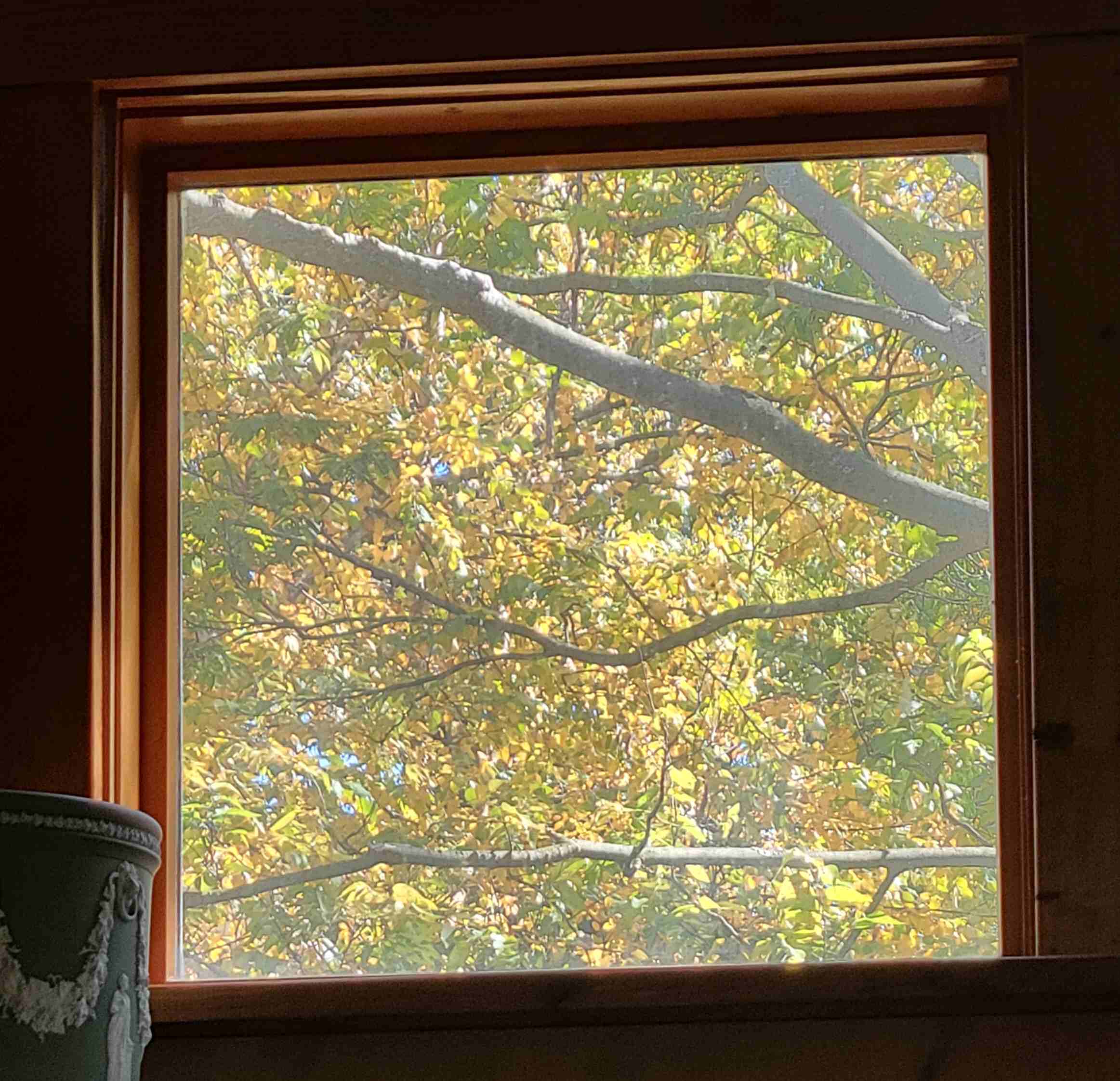 2022-10-15 fall outside Window.jpg